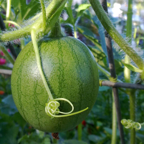 A young 'Sugar Baby' melon grows on a frame to save space.